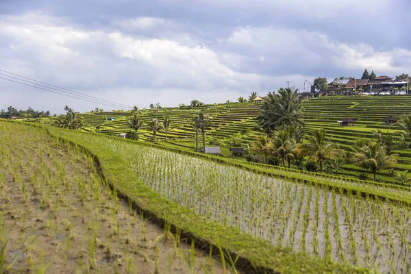 Rice Fields Jatiluwih Southeast Bali Indonesia — Stock Photo, Image