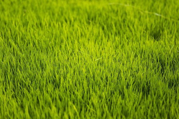 Деталь Крупним Планом Зеленого Рисового Поля — стокове фото