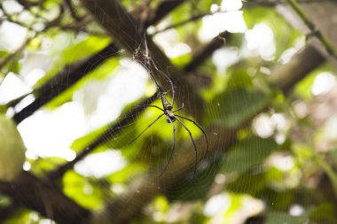 Sabah tropikal ormanda bir web üzerinde örümcek görünümü
