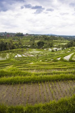 Güneydoğu Bali Jatiluwih Pirinç tarlaları, Endonezya