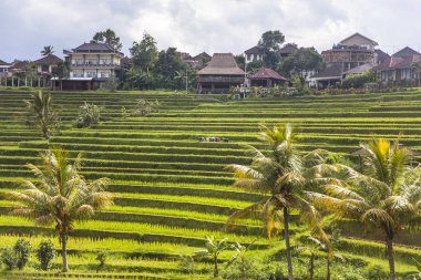 Güneydoğu Bali Jatiluwih Pirinç tarlaları, Endonezya