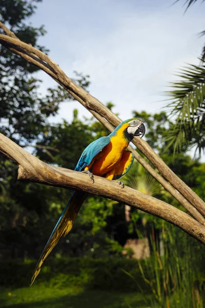 Θέα Κοντινό Πλάνο Μπλε Και Κίτρινο Macaw — Φωτογραφία Αρχείου