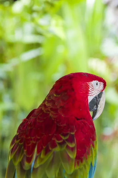 Widok Zbliżenie Czerwono Zielone Macaw — Zdjęcie stockowe