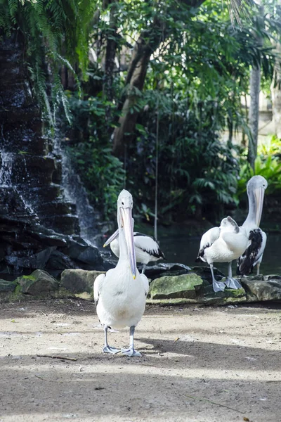 Blick Auf Australische Pelikane Bali Vogelpark — Stockfoto