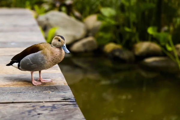 Pato Fica Cais Madeira Junto Lago — Fotografia de Stock