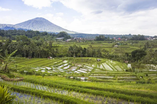 Güneydoğu Bali Jatiluwih Pirinç Tarlaları Endonezya — Stok fotoğraf