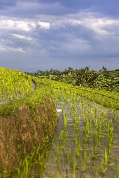 Rice Fields Jatiluwih Southeast Bali Indonesia — Stock Photo, Image