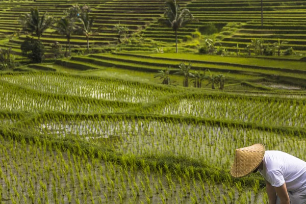 Man Met Traditionele Balinese Pet Rijstvelden Van Jatiluwih Zuidoost Bali — Stockfoto