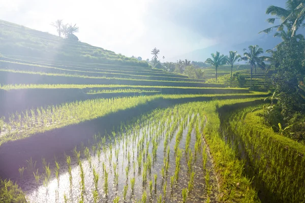 Campos Arroz Jatiluwih Sudeste Bali Indonésia — Fotografia de Stock