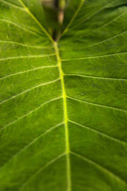 Taze yeşil yaprak dokusunun yakın çekim