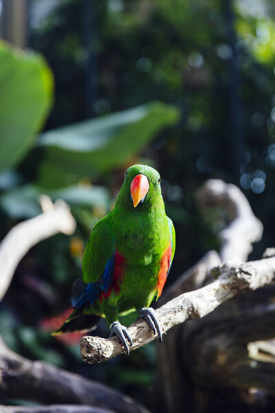 Green eclectus parrot with orange nib and red and blue feathers at Bali bird park