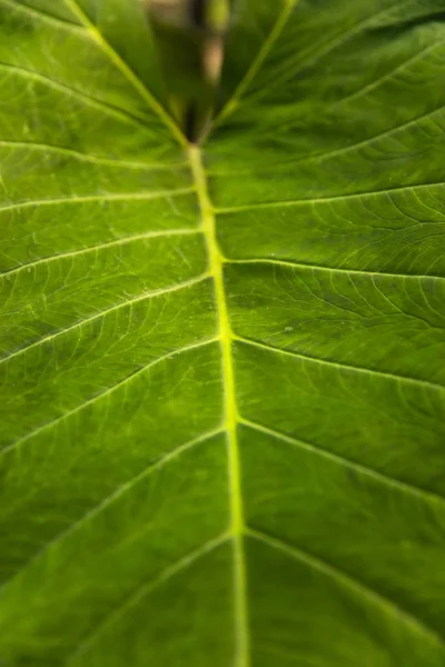 Primer Plano Textura Hoja Verde Fresca — Foto de Stock