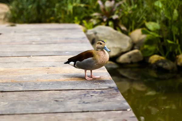 Pato Fica Cais Madeira Junto Lago — Fotografia de Stock