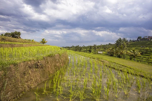 Rijstvelden Van Jatiluwih Zuidoost Bali Indonesië — Stockfoto