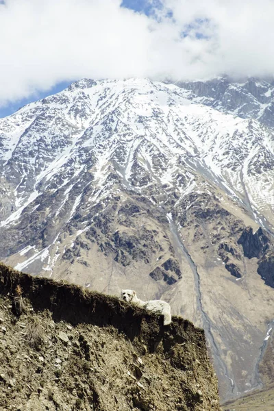 Θέα Βουνά Υψηλής Γεωγραφικού Πλάτους Στην Περιοχή Mtskheta Mtianeti Στη — Φωτογραφία Αρχείου