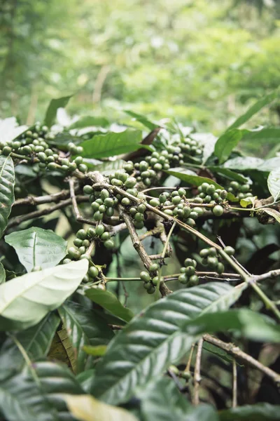 Green grains of coffee on the branch of coffee tree at Bali, Indonesia