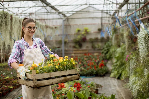 温室で春の花でいっぱいの木製の箱を保持しているかなり若い女性 — ストック写真