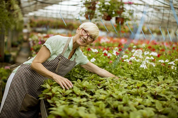 Mujer Mayor Buen Aspecto Trabajando Con Flores Primavera Greengarden — Foto de Stock