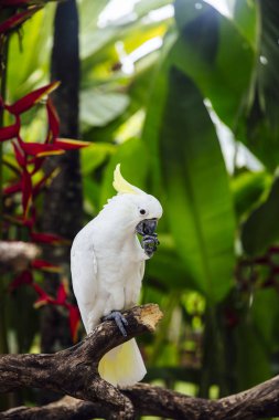 Tropikal ormanda Beyaz kakadu (Cacatua alba) görünümü