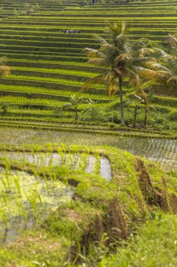 Güneydoğu Bali Jatiluwih Pirinç tarlaları, Endonezya
