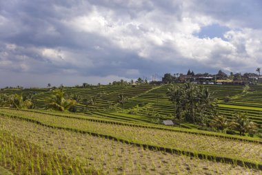 Güneydoğu Bali Jatiluwih Pirinç tarlaları, Endonezya
