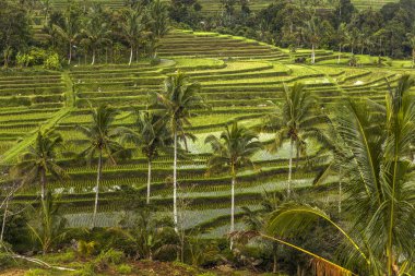 Güneydoğu Bali Jatiluwih Pirinç tarlaları, Endonezya