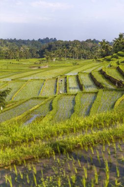 Güneydoğu Bali Jatiluwih Pirinç tarlaları, Endonezya