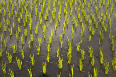 Yeşil genç pirinç tarlasının yakın çekim detayı