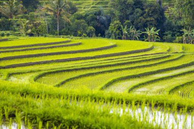 Güneydoğu Bali Jatiluwih Pirinç tarlaları, Endonezya