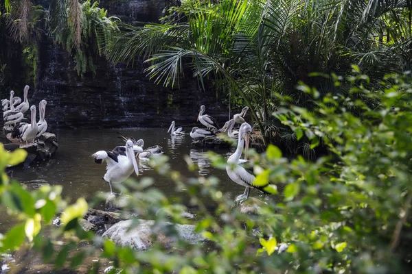 Blick Auf Australische Pelikane Bali Vogelpark — Stockfoto