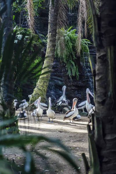 Blick Auf Australische Pelikane Bali Vogelpark — Stockfoto