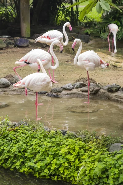 在印度尼西亚巴厘岛鸟类公园观赏火烈鸟 — 图库照片