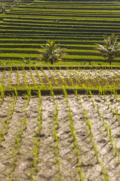 Campi Riso Jatiluwih Nel Sud Est Bali Indonesia — Foto Stock