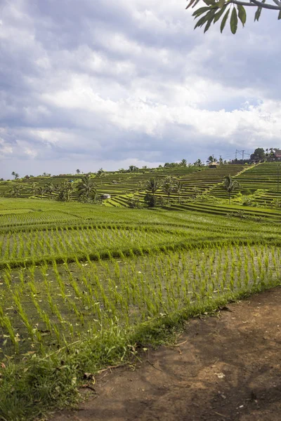 Rice Fields Jatiluwih Southeast Bali Indonesia — Stock Photo, Image