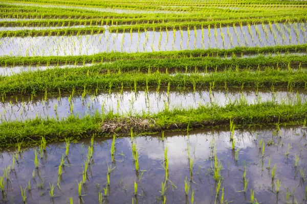 Reisfelder Von Jatiluwih Südostbali Indonesien — Stockfoto