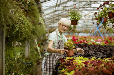 Greengarden bahar çiçekleri ile çalışan iyi görünümlü yaşlı kadın