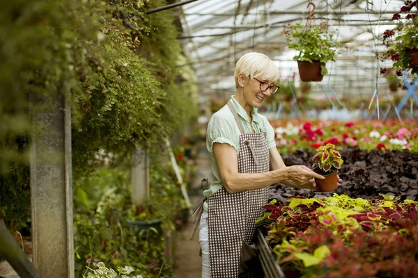 Gut Aussehende Seniorin Arbeitet Mit Frühlingsblumen Garten — Stockfoto