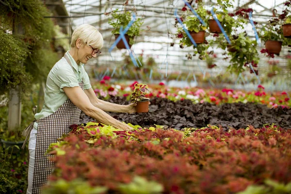 Gut Aussehende Seniorin Arbeitet Mit Frühlingsblumen Garten — Stockfoto