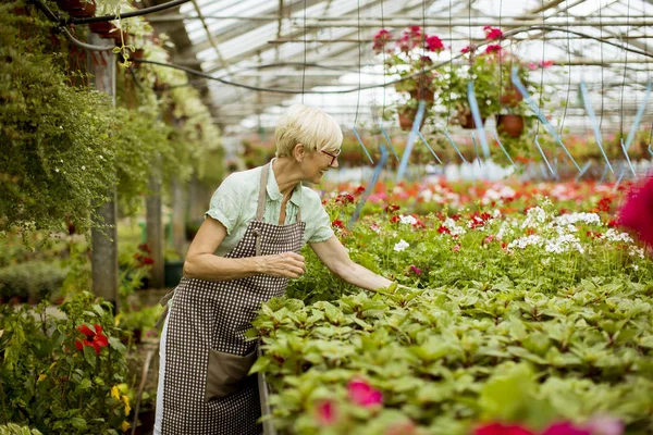 Kinézetű Senior Dolgozik Tavaszi Virágok Greengarden — Stock Fotó