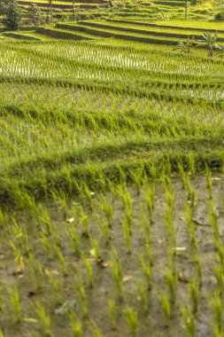 Güneydoğu Bali Jatiluwih pirinç tarlaları