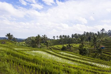 Güneydoğu Bali Jatiluwih pirinç tarlaları