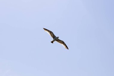 Mavi gökyüzünde uçan bir martı kuş görünümü