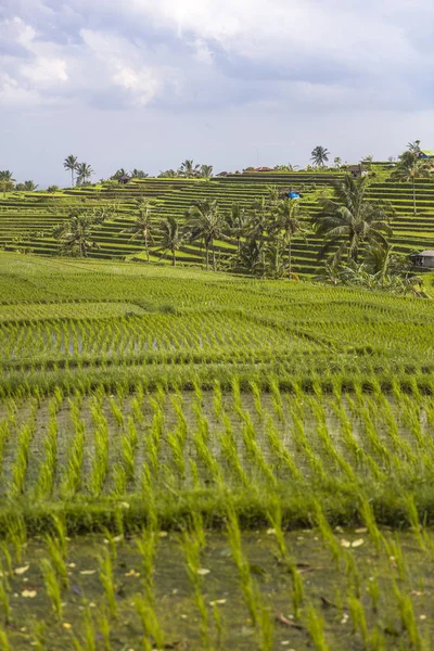 Rice fields of Jatiluwih in southeast Bali — Stock Photo, Image