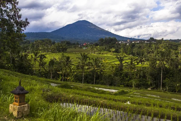 Campos de arroz de Jatiluwih en el sureste de Bali —  Fotos de Stock