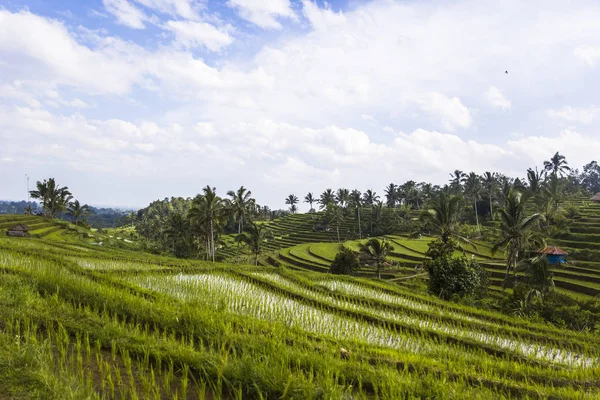 Güneydoğu Bali Jatiluwih pirinç tarlaları