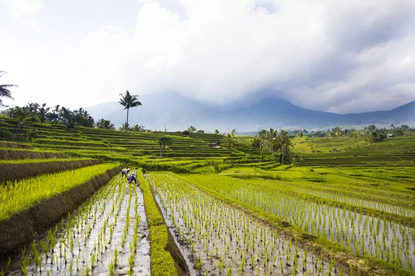 Campos de arroz de Jatiluwih no sudeste de Bali — Fotografia de Stock