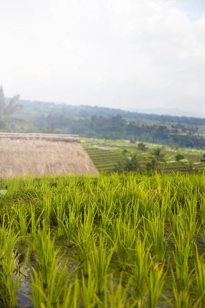 Rice fields of Jatiluwih in southeast Bali — Stock Photo, Image