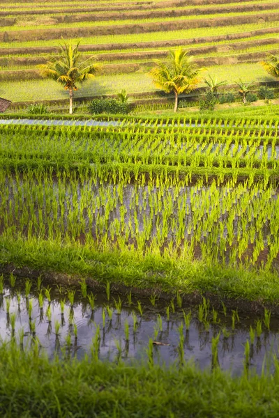 Campos Arroz Jatiluwih Sureste Bali Indonesia — Foto de Stock