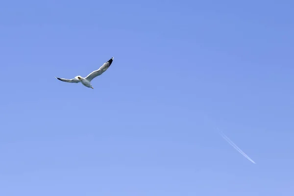 Vue Sur Oiseau Mouette Volant Dans Ciel Bleu — Photo