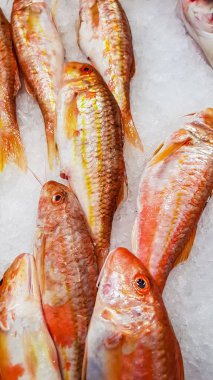 Balık pazarında satılık buz üzerinde taze yakalanmış çizgili kırmızı kefal Closeup